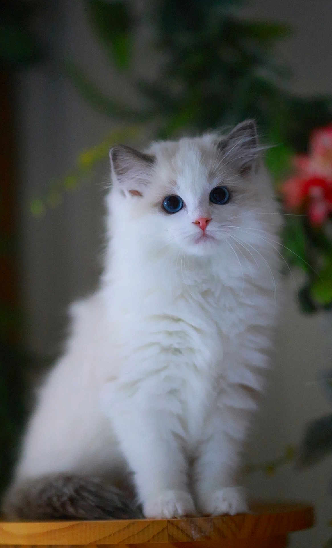 Gigi