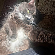 Missy is registered to the contest to win money with this photo: animal, cat, couch, cozy, eyes, face, fluffy, gray_fur, indoor, long_hair, lounging, paw, pet, portrait, raised_paw, sitting, sleepy, sunbeam, sunlight, whiskers