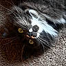 Missy is registered to the contest to win money with this photo: animal, black_and_white, carpet, cat, close_up, curious, face, fluffy, furry, golden_eyes, home, indoor, lying_down, nose, pet, photography, portrait, relaxed, upside_down, whiskers