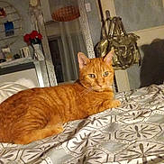 Caline participe au concours pour gagner de l'argent avec cette photo : cat, orange_cat, bed, bedspread, pattern, mirror, flowers, vase, handbag, indoor, furniture, relaxed, pet, animal, fur, whiskers, ears, eyes, resting, cozy