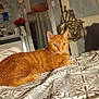cat, orange_cat, bed, bedspread, pattern, mirror, flowers, vase, handbag, indoor, furniture, relaxed, pet, animal, fur, whiskers, ears, eyes, resting, cozy
