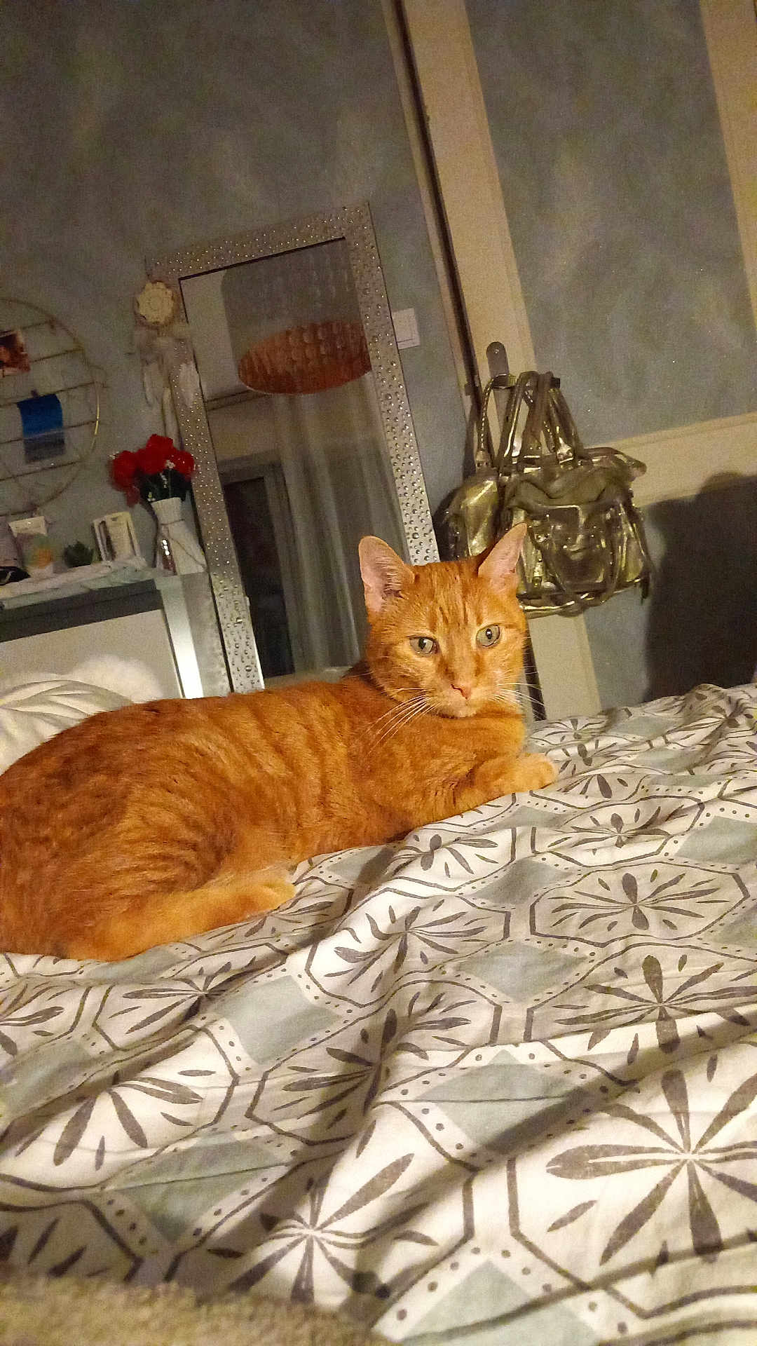 Caline participe au concours pour gagner de l'argent avec cette photo : cat, orange_cat, bed, bedspread, pattern, mirror, flowers, vase, handbag, indoor, furniture, relaxed, pet, animal, fur, whiskers, ears, eyes, resting, cozy