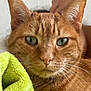 animal, cat, close_up, cozy, cute, domestic_cat, ears, eyes, fur, fuzzy_texture, ginger_cat, green_blanket, human_hand, indoor, nose, pet, portrait, relaxed, resting, whiskers