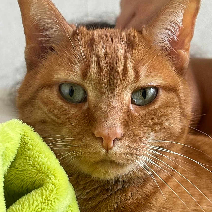 Caline participe au concours pour gagner de l'argent avec cette photo : animal, cat, close_up, cozy, cute, domestic_cat, ears, eyes, fur, fuzzy_texture, ginger_cat, green_blanket, human_hand, indoor, nose, pet, portrait, relaxed, resting, whiskers