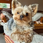 Zen a rejoint le concours — aidez-le/la à gagner de superbes lots ! animal, armrest, cozy, cushion, cute, dog, ears, eyes, fluffy, fur, home, indoors, living_room, mammal, natural_light, pet, portrait, relaxing, small_dog, window