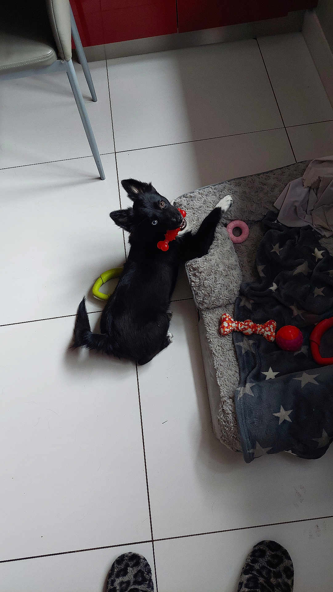 Angie a rejoint le concours — aidez-le/la à gagner de superbes lots ! dog, puppy, black_dog, blue_eye, brown_eye, toy, red_toy, dog_bed, blanket, star_pattern, floor, tile_floor, indoor, chair, slippers, pet, playful, lying_down, home, cozy