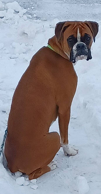 Joey is registered to the contest to win money with this photo: art, ball, boxer, bulldog, canidae, carnivore, collar, companion_dog, dog, dog_breed, dog_collar, dog_supply, fawn, liver, snout, snow, sporting_group, winter, working_animal, working_dog
