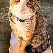 Cleó is registered to the contest to win money with this photo: cat, calico_cat, tabby, pet, feline, sitting, box, collar, bell, whiskers, ears, eyes, paws, tail, blanket, bed, indoor, closeup, portrait, cute