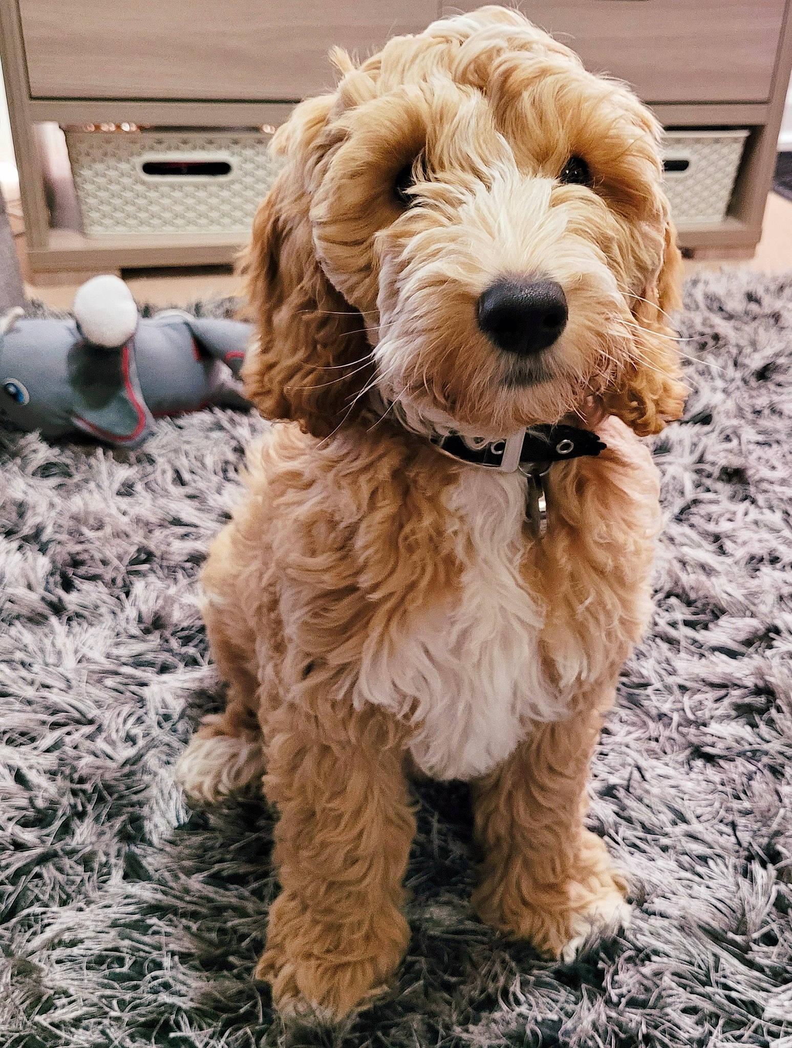 Sunnie is registered to the contest to win money with this photo: canidae, carnivore, companion_dog, dog, dog_breed, dog_collar, fur, home_appliance, liver, maltepoo, mechanical_fan, small_terrier, snout, sporting_group, terrier, toy_dog, water_dog, wood, working_animal, yorkipoo