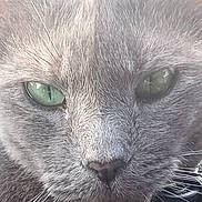 Kattie Lou joined the competition — help win amazing prizes! cat, close_up, gray_fur, green_eyes, whiskers, pet, animal, feline, portrait, collar, face, fur_texture, cute, domestic_cat, mammal, eye_detail, indoor, close_shot, soft_lighting, animal_face
