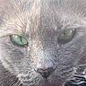 cat, close_up, gray_fur, green_eyes, whiskers, pet, animal, feline, portrait, collar, face, fur_texture, cute, domestic_cat, mammal, eye_detail, indoor, close_shot, soft_lighting, animal_face