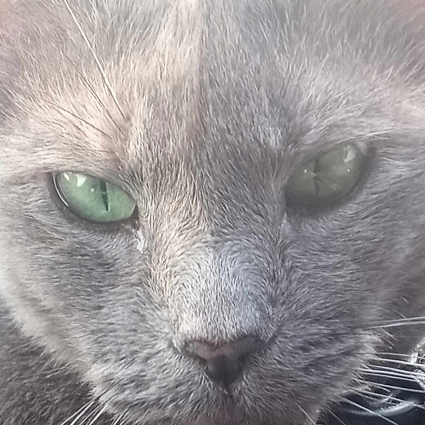 Kattie Lou joined the competition — help win amazing prizes! cat, close_up, gray_fur, green_eyes, whiskers, pet, animal, feline, portrait, collar, face, fur_texture, cute, domestic_cat, mammal, eye_detail, indoor, close_shot, soft_lighting, animal_face
