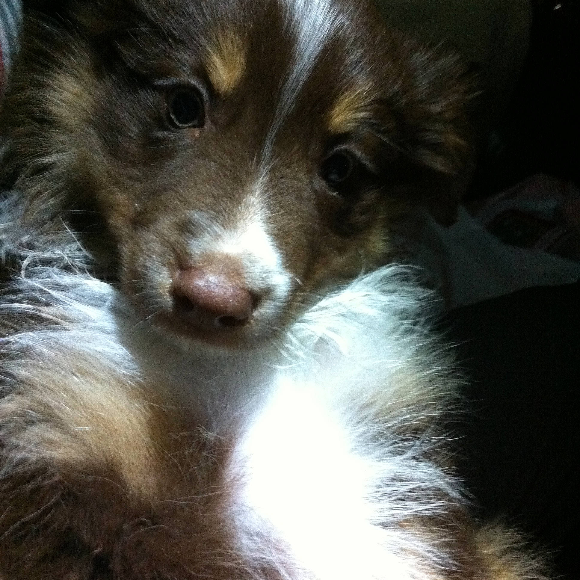 Red is registered to the contest to win money with this photo: australian_collie, australian_shepherd, border_collie, canidae, carnivore, companion_dog, dog, dog_breed, ear, mammal, miniature_australian_shepherd, puppy, scotch_collie, shetland_sheepdog, snout, sporting_group, vertebrate, whiskers