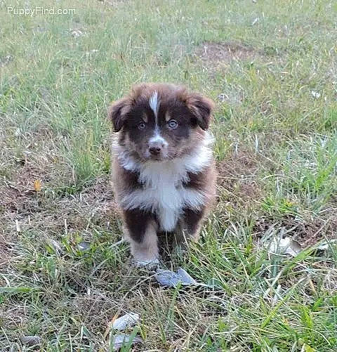 Red joined the competition — help win amazing prizes! australian_collie, australian_shepherd, border_collie, canidae, carnivore, companion_dog, dog, dog_breed, grass, herding_dog, mammal, miniature_australian_shepherd, puppy, rare_breed_dog, sporting_group, vertebrate, welsh_sheepdog