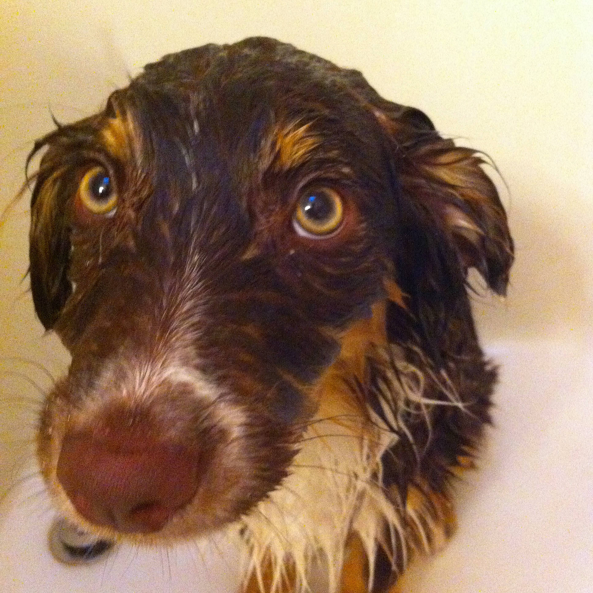 Red is registered to the contest to win money with this photo: american_water_spaniel, boykin_spaniel, canidae, carnivore, dog, dog_breed, german_longhaired_pointer, hunting_dog, liver, mammal, nose, picardy_spaniel, pointing_breed, rare_breed_dog, retriever, small_munsterlander, snout, spaniel, sporting_group, vertebrate