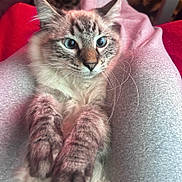 Pusheen joined the competition — help win amazing prizes! cat, kitten, blue_eyes, fur, whiskers, paws, close_up, lap, blanket, grey_fabric, pink_tint, indoor, portrait, pet, cozy, relaxed, sitting, soft, feline, domestic_cat