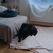 Baloo a rejoint le concours — aidez-le/la à gagner de superbes lots ! black_dog, dog, blanket, bed, quilt, wooden_floor, curtains, window, indoor, cozy, home, furniture, shelf, decor, soft_lighting, pet, resting, floor, quiet, peaceful