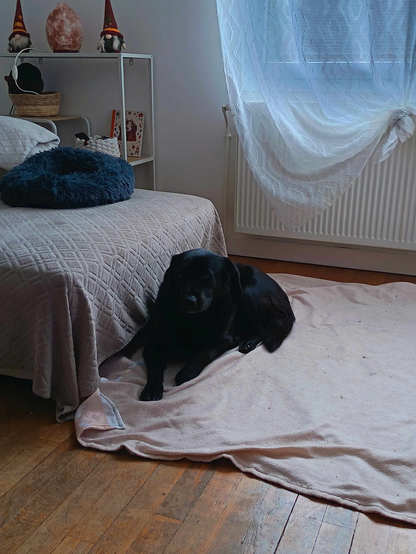 Baloo a rejoint le concours — aidez-le/la à gagner de superbes lots ! black_dog, dog, blanket, bed, quilt, wooden_floor, curtains, window, indoor, cozy, home, furniture, shelf, decor, soft_lighting, pet, resting, floor, quiet, peaceful