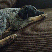 Luna joined the competition — help win amazing prizes! dog, puppy, sleeping, couch, brown, indoor, resting, furry, pet, cozy, relaxing, fur, window, texture, side_view, animal, home, quiet, peaceful, comfortable