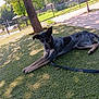 Luna is registered to the contest to win money with this photo: dog, grass, tree, outdoor, leash, fence, sunlight, shade, park, canine, animal, resting, nature, daytime, pet, greenery, playing, quiet, relaxing, summer