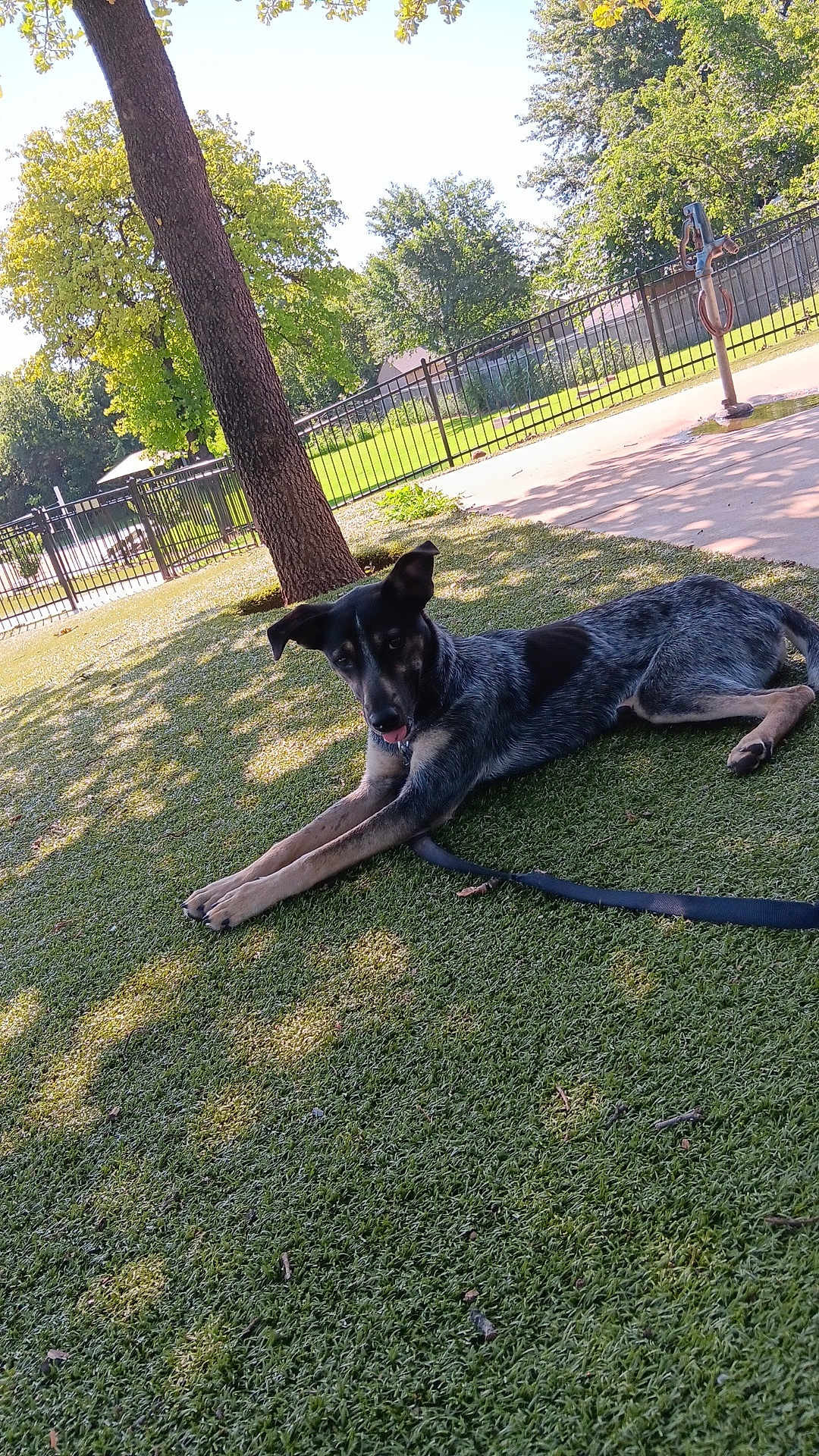Luna is registered to the contest to win money with this photo: dog, grass, tree, outdoor, leash, fence, sunlight, shade, park, canine, animal, resting, nature, daytime, pet, greenery, playing, quiet, relaxing, summer