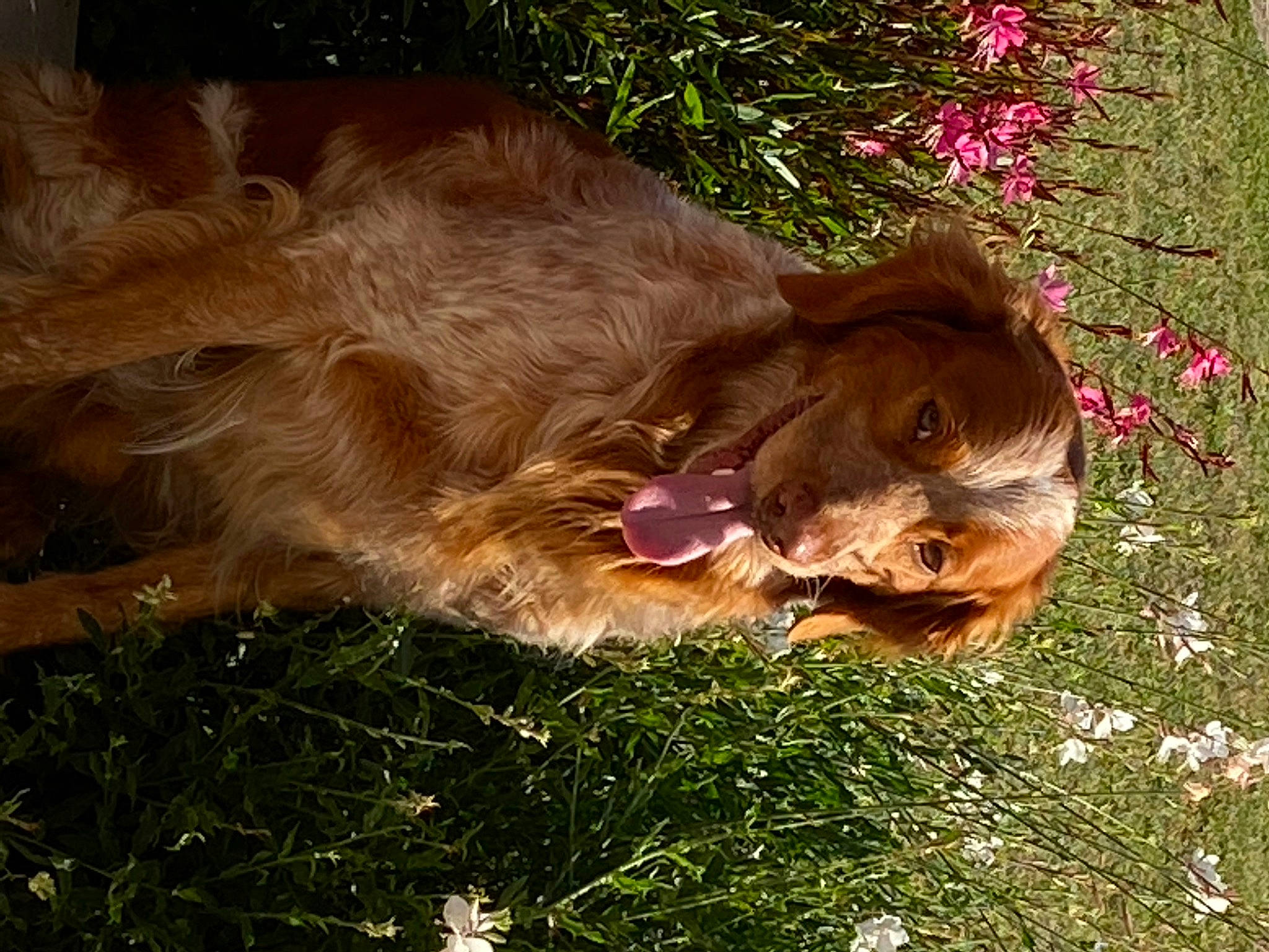Joker participe au concours pour gagner de l'argent avec cette photo : big_cats, canidae, carnivore, companion_dog, dog, dog_breed, fawn, felidae, flower, fur, grass, liver, natural_material, plant, snout, sporting_group, tail, terrestrial_animal, whiskers, wood