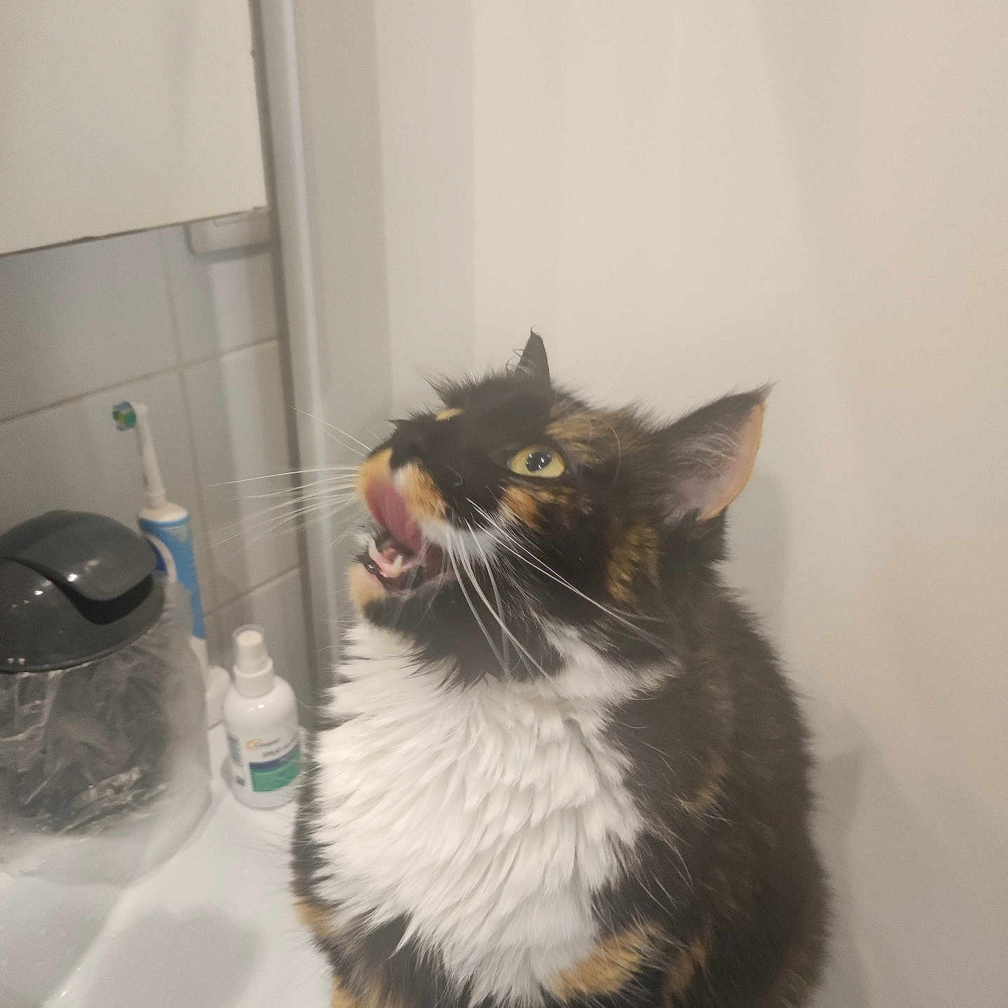 Mounette a rejoint le concours — aidez-le/la à gagner de superbes lots ! abyssinian, animal, bathing, bathtub, bodypart, bottle, brush, cat, device, kitten, manx, mouth, person, pet, sink, teeth, tool, toothbrush, tub, waterbottle