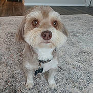 Cooper joined the competition — help win amazing prizes! brown_fur, carpet, closeup, collar, dog, eyes, floor, fluffy, home, indoors, nose, pet, pet_tag, portrait, puppy, rug, sitting, small_dog, whiskers, white_fur