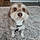 Cooper