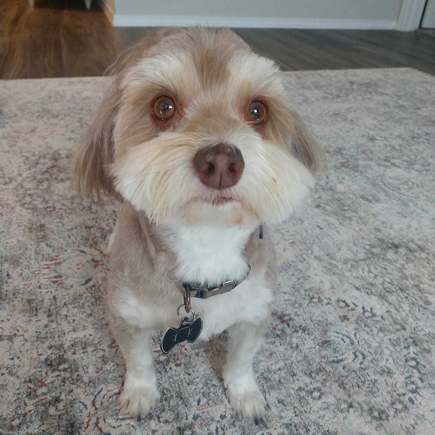 Cooper