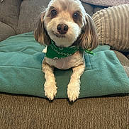 Cooper joined the competition — help win amazing prizes! dog, pet, small_dog, bandana, green_bandana, blanket, couch, indoor, cozy, fur, cute, portrait, resting, brown_couch, pillow, home, furniture, animal, companion, relaxed