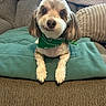 dog, pet, small_dog, bandana, green_bandana, blanket, couch, indoor, cozy, fur, cute, portrait, resting, brown_couch, pillow, home, furniture, animal, companion, relaxed