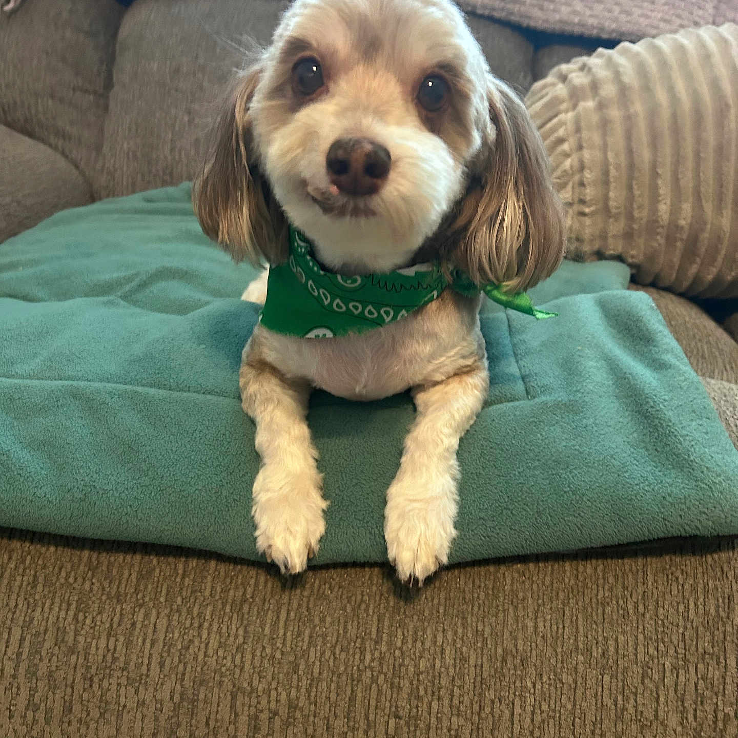 Cooper
