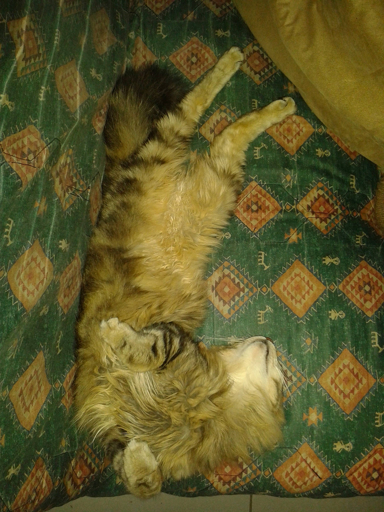 Xenon participe au concours pour gagner de l'argent avec cette photo : cairn_terrier, canidae, carnivore, cat, dog_breed, fawn, felidae, glen_of_imaal_terrier, small_to_medium_sized_cats, sporting_group, tail, terrier