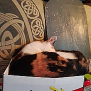 Phantom a rejoint le concours — aidez-le/la à gagner de superbes lots ! cat, calico_cat, box, pokemon, pikachu, fur, animal, pet, indoor, cozy, resting, cushion, pattern, wood, furniture, sleeping, cute, domestic, compact, snug