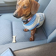 Winston joined the competition — help win amazing prizes! dog, dachshund, pet, car_interior, seat, dog_clothing, dog_treat, brown_dog, small_dog, canine, animal, looking_up, collar, hoodie, seat_cover, car_door, indoor, cute, waiting, companionship