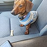 dog, dachshund, pet, car_interior, seat, dog_clothing, dog_treat, brown_dog, small_dog, canine, animal, looking_up, collar, hoodie, seat_cover, car_door, indoor, cute, waiting, companionship