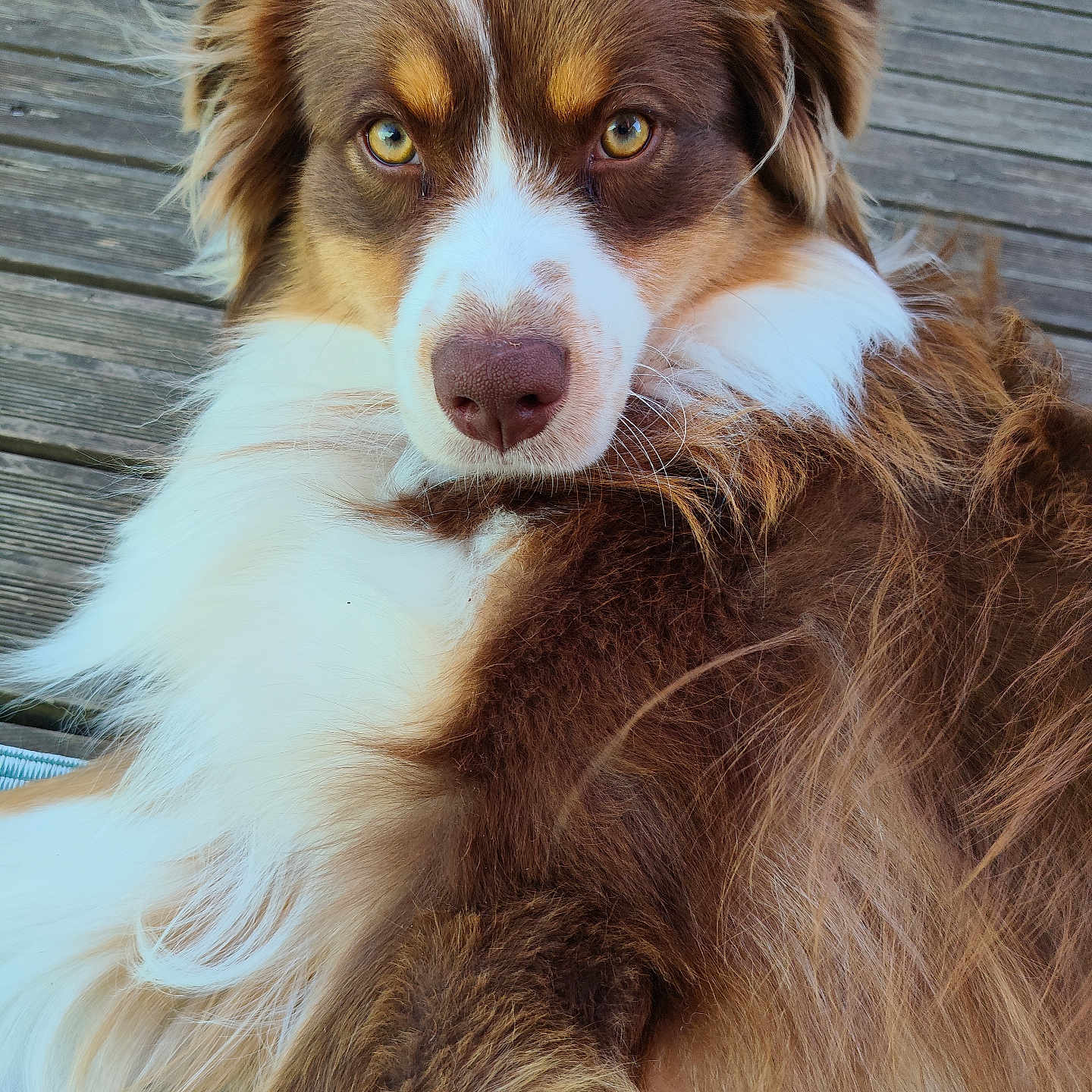 Apollo a rejoint le concours — aidez-le/la à gagner de superbes lots ! dog, close_up, brown, white, fur, portrait, pet, animal, outdoor, wooden_deck, eyes, face, fluffy, laying_down, canine, companion, cute, looking_at_camera, nature, domestic_animal