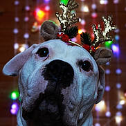 Nala participe au concours pour gagner de l'argent avec cette photo : adorable, animal, antlers, blurred_background, celebration, christmas, closeup, cute, decorations, dog, festive, festive_mood, funny_costume, holiday_lights, holiday_season, indoors, pet, portrait, reindeer_ears, white_dog