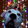 adorable, animal, antlers, blurred_background, celebration, christmas, closeup, cute, decorations, dog, festive, festive_mood, funny_costume, holiday_lights, holiday_season, indoors, pet, portrait, reindeer_ears, white_dog