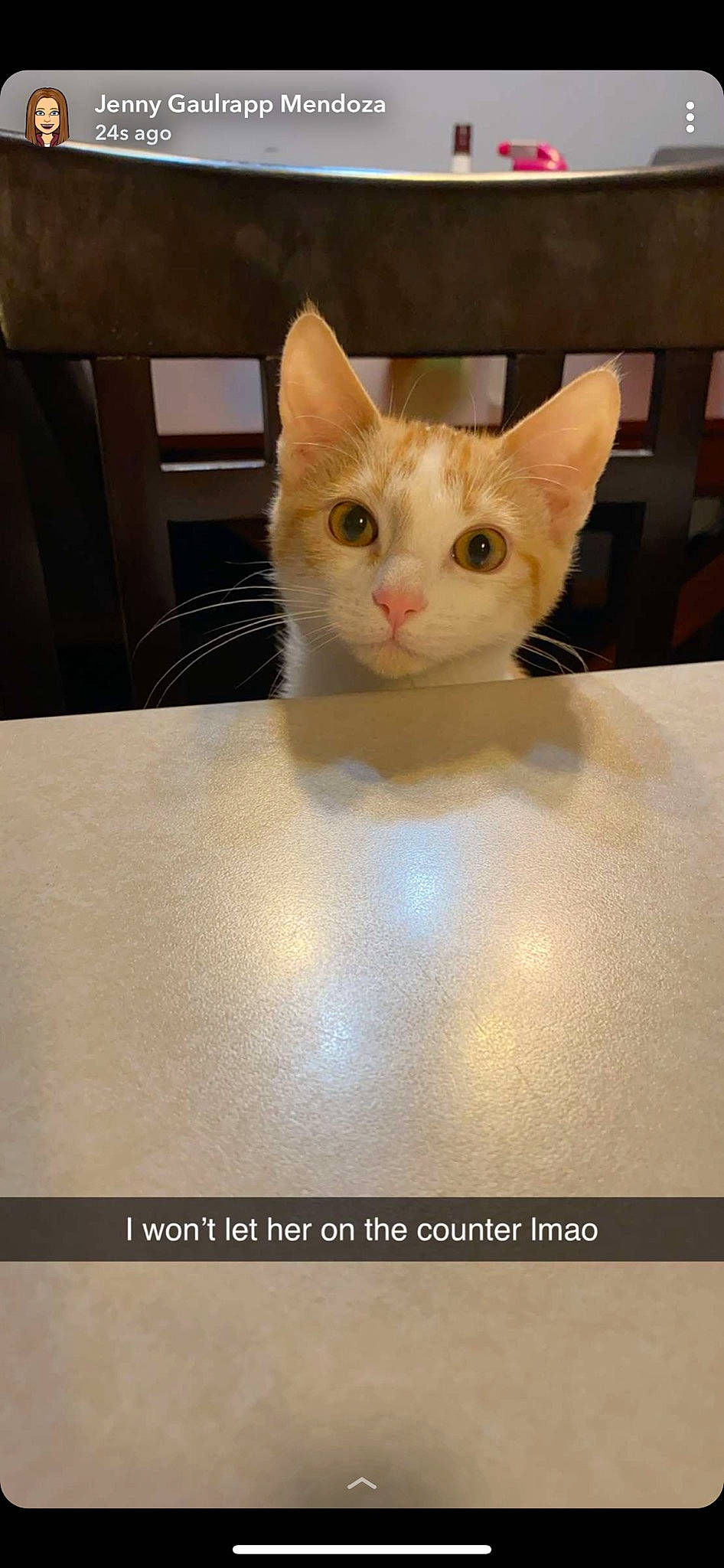 Leeloo is registered to the contest to win money with this photo: aegean_cat, arabian_mau, asian, carnivore, cat, colorpoint_shorthair, domestic_short_haired_cat, european_shorthair, felidae, german_rex, khao_manee, kitten, mammal, ojos_azules, photo_caption, small_to_medium_sized_cats, snout, turkish_angora, turkish_van, whiskers