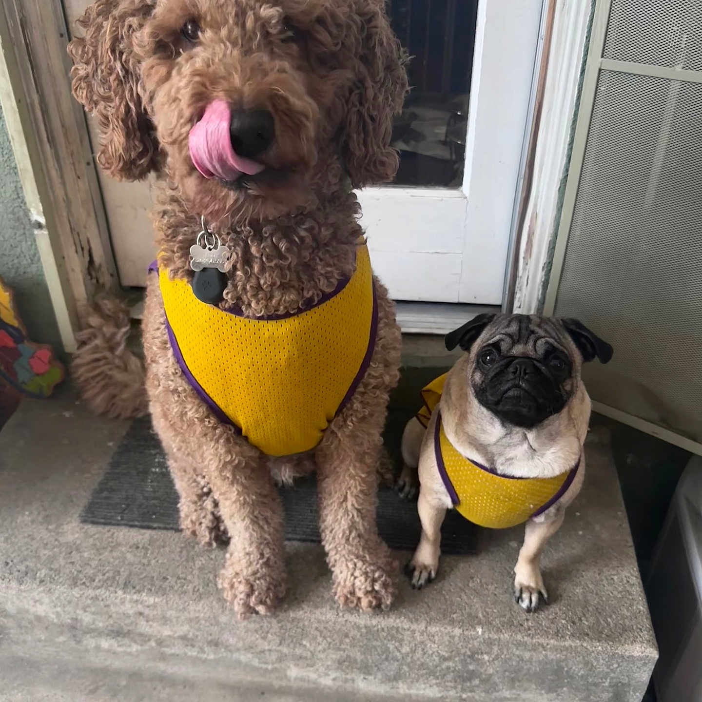 Lizzy And Teddy is registered to the contest to win money with this photo: animal, canine, companions, curly_hair, cute, dog, domestic_animal, furry, matching_outfits, outdoor, pet_accessory, pets, playful, porch, pug, step, tongue_out, two_dogs, waiting, yellow_jersey
