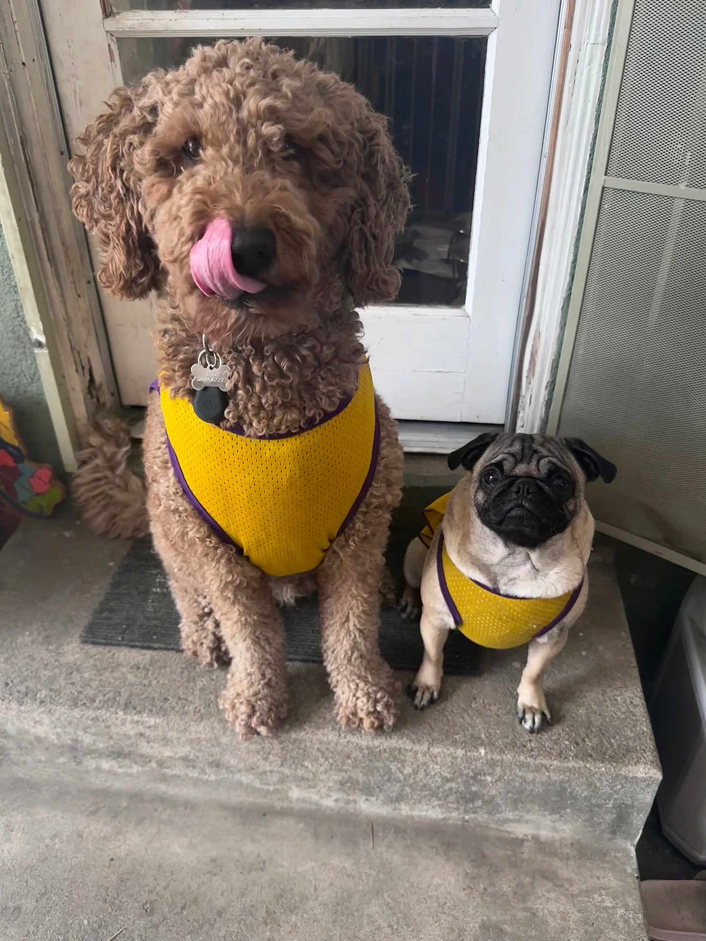 Lizzy And Teddy is registered to the contest to win money with this photo: dog, curly_hair, pug, yellow_jersey, pets, outdoor, porch, step, tongue_out, matching_outfits, canine, animal, cute, furry, domestic_animal, two_dogs, pet_accessory, playful, companions, waiting