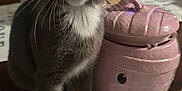 Pucca is registered to the contest to win money with this photo: kitten, cat, gray_cat, white_paws, table, pink_container, household, indoor, curious, pet, animal, domestic_cat, closeup, whiskers, cute, small, feline, domestic, eyes, face