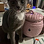 kitten, cat, gray_cat, white_paws, table, pink_container, household, indoor, curious, pet, animal, domestic_cat, closeup, whiskers, cute, small, feline, domestic, eyes, face
