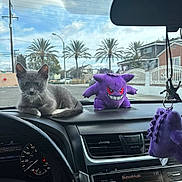 Pucca joined the competition — help win amazing prizes! kitten, cat, plush_toy, dashboard, car_interior, steering_wheel, speedometer, sky, clouds, trees, palm_trees, street, houses, window, rearview_mirror, keychain, purple, gray, cute, pet