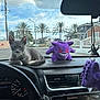 kitten, cat, plush_toy, dashboard, car_interior, steering_wheel, speedometer, sky, clouds, trees, palm_trees, street, houses, window, rearview_mirror, keychain, purple, gray, cute, pet