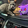 Pucca joined the competition — help win amazing prizes! kitten, cat, dashboard, car_interior, plush_toy, purple, nighttime, licking_nose, white_paws, curious, toy, vehicle, window, reflection, indoor, pet, whiskers, eyes, lighting, playful