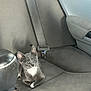 Pucca is registered to the contest to win money with this photo: kitten, cat, car_seat, gray, white, pet, animal, indoor, seatbelt, car_interior, cute, young, small, alert, fur, whiskers, domestic_cat, mammal, sitting, vehicle