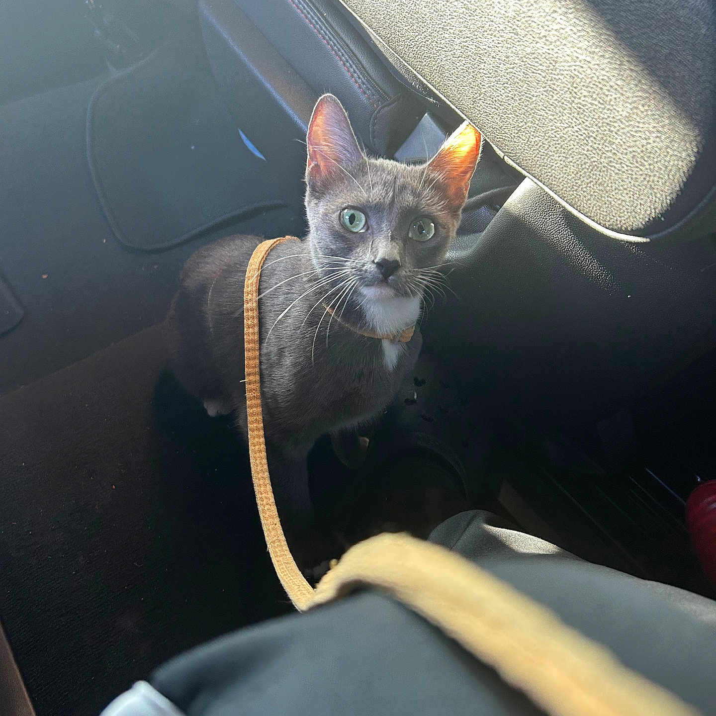 Pucca joined the competition — help win amazing prizes! animal, car_floor, car_interior, cat, curious, domestic_cat, ears, floor_mat, gray_cat, green_eyes, indoor, leash, looking_up, pet, seat, seat_back, shadow, sunlight, travel, whiskers